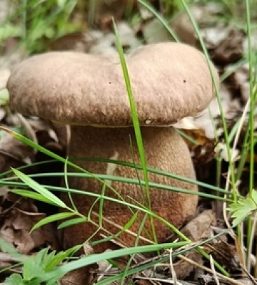 Де біля Луцька виросло чимало білих грибочків 