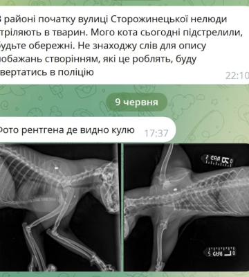 На вулиці Сторожинецькій у Чернівцях невідомі стріляють у тварин