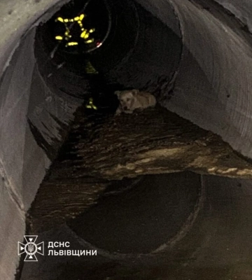 На Львівщині жінка врятувала собаку
