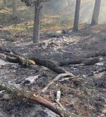 Ліси Полтавщини під вогнем: наслідки нічних атак дронів