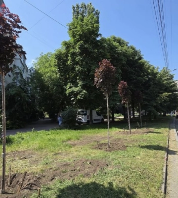У міськраді повідомили про початок озеленення вулиці у Кропивницькому