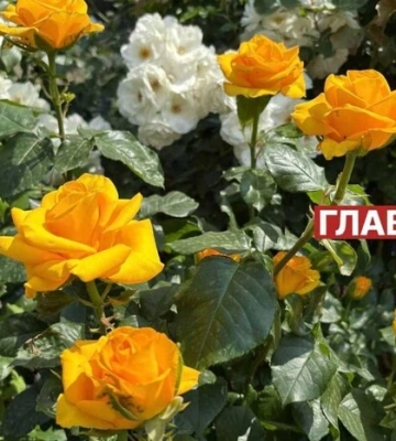 В Україні мінлива хмарність та короткочасні дощі: погода на 11 червня