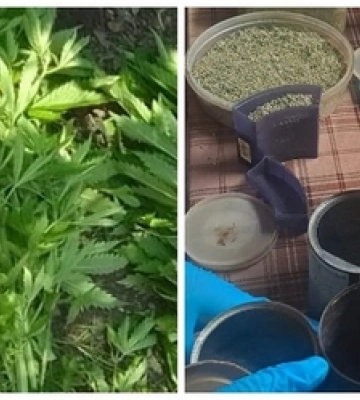На городі волинянина знайшли 262 кущі конопель, а вдома – майже кілограм канабісу 