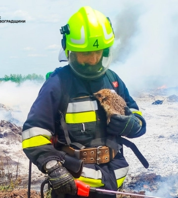 Вогнеборці врятували їжачка у Кропивницькому районі Вогнеборці врятували їжачка у Кропивницькому районі