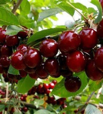13 червня 2025: свято, дні ангела, традиції та заборони дня