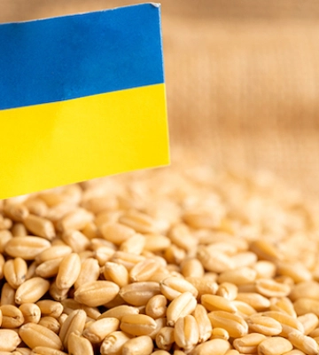 USDA залишило без змін прогноз урожаю зернових в Україні