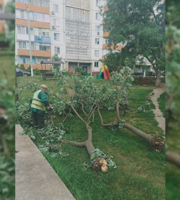 Буревій повалив у Харкові десятки дерев