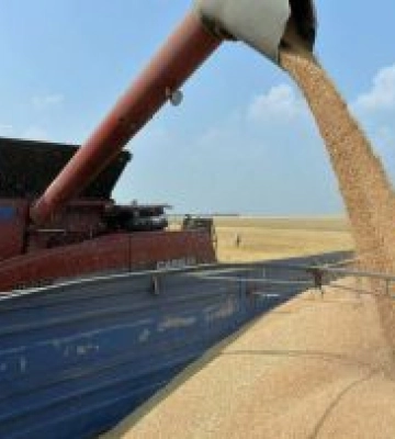 На Одещині розпочались жнива 2025: аграрії збирають ячмінь та горох