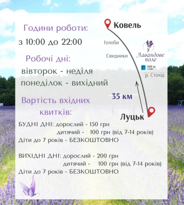 На Волині стартує фестиваль «Волинська Лавандія»: 4 гектари ароматної лаванди та 6 тисяч лілій