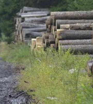 На Полтавщині судитимуть організовану групу за порубку дерев