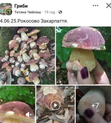 "Грибний Джекпот": Закарпатські ліси дивують урожаєм, грибники полюють на цінні знахідки