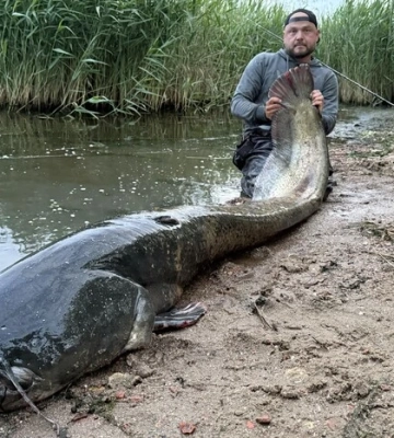Польський рибалка впіймав сома-гіганта