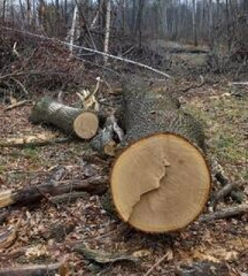 На Полтавщині судитимуть десяток осіб за незаконну вирубку лісу