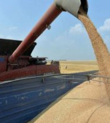 На Одещині розпочалися жнива-2025:  аграрії збирають ячмінь та горох
