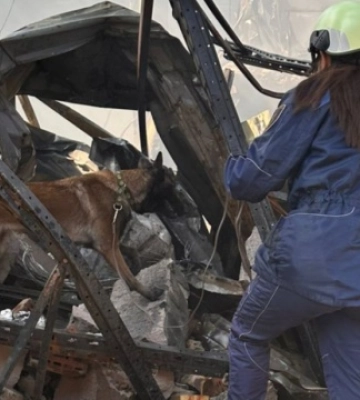 Собаки допомагають шукати людей під завалами у Києві