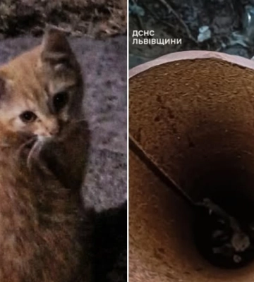 У Львові з металевої труби врятували кошеня