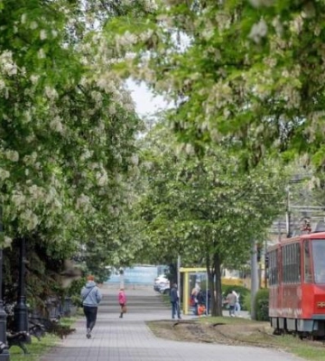 Зміни у русі: як у Дніпрі курсуватиме громадський транспорт 19 червня