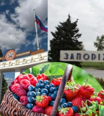 «Это точно Мелитополь?»: сколько стоят ягоды в оккупированном городе — сравнение с Запорожьем (фото, инфографика) «Это точно Мелитополь?»: сколько стоят ягоды в оккупированном городе — сравнение с Запорожьем (фото, инфографика)