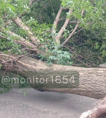 Вітер у Харкові: дерева впали на дитмайданчик, в зоопарку і саду Шевченка 