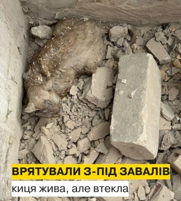 Начали лечить. Под завалами одного из домов в Киеве нашли кота, который провел там несколько дней