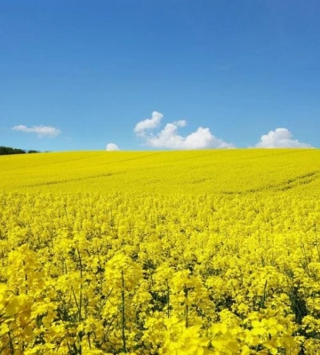 В «Агрофірмі «Південна» розпочали збирання озимого ріпаку