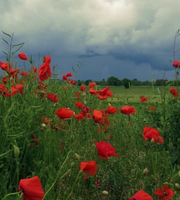 Вночі Волинь накриє страшна гроза