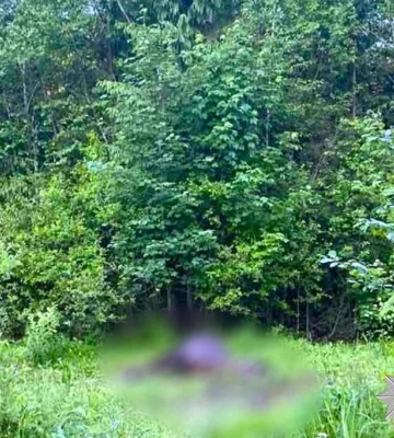 Застрелив коня на пасовищі: на Надвірнянщині шукають стрільця з рушницею (ФОТОФАКТ)