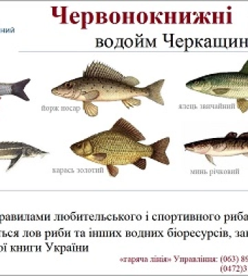 Як рибалити в Черкаській області без штрафів: правила, місця і заборони
