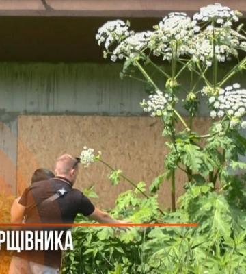 Триметровий шкідник під вікнами багатоповерхівки: у Рівному розростається борщівник Сосновського (ВІДЕО)