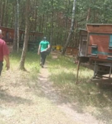У селі на Волині зафіксовано масову загибель бджіл на пасіках