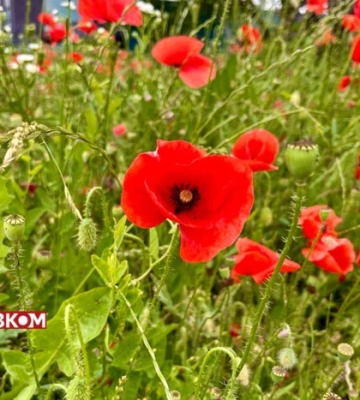 В Україні пригріє до +30°, подекуди дощитиме: прогноз погоди на 26 червня