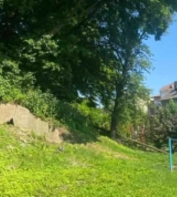 Дерево вікової груші: історії про  галицьких довгожителів