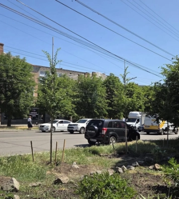 Ще 35 дерев замість спиляних акацій висадили на Соборній у Кропивницькому 