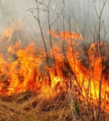 Понад 900 пожеж з початку року: рятувальники Рівненщини нагадують про штрафи та небезпеку