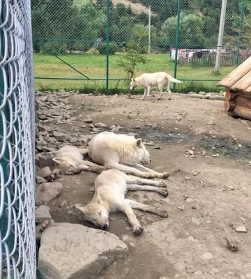 Поліцейські Закарпаття перевіряють інформацію про можливі порушення у сфері утримання тварин