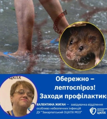 Закарпаття під загрозою: Лептоспіроз стрімко активізується