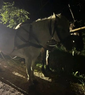 На Волині затримали іноземців, які планували незаконно перетнути кордон