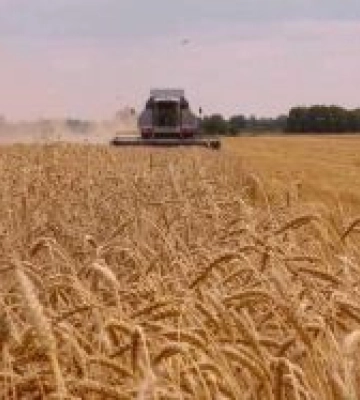 В Україні розпочалися жнива пшениці