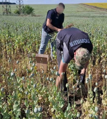 На Черкащині судитимуть фермера, який вирощував мак без ліцензії