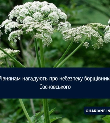 Рівнянам нагадують про небезпеку борщівника Сосновського