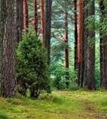 Закарпатка у лісі натрапила на вражаючу золоту знахідку