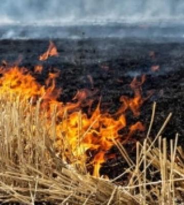 У Білгород-Дністровському районі вогнеборці врятували 20 гектарів пшениці під час масштабної пожежі