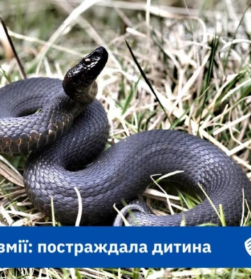 Жертвою змій на Львівщині стала 2-річна дівчинка
