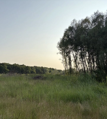 На Закарпатті держреєстраторку підозрюють у підробці документів на 2500 гектарів лісу