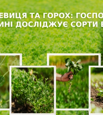 Маш, сочевиця та горох: господарство на Київщині досліджує сорти бобових