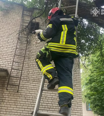 Заліз, аби врятувати кошеня: на Нікопольщині рятувальники зняли з дерева підлітка