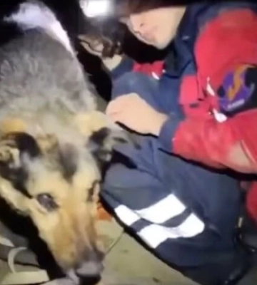 Рятувальники в Києві витягли собаку з колодязя, що впала під туди під час обстрілу (ВІДЕО)