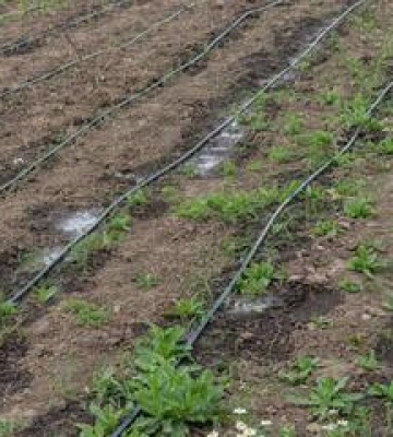 У Полтаві на базі КП «Декоративні культури» запрацювала система крапельного поливу