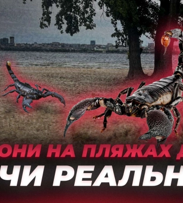 Скорпіони на пляжах Дніпра: що відбувається насправді