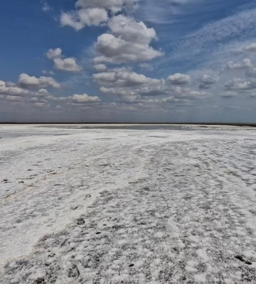 В заповіднику на Одещині пташенята навчились майстерно маскуватися від хижаків